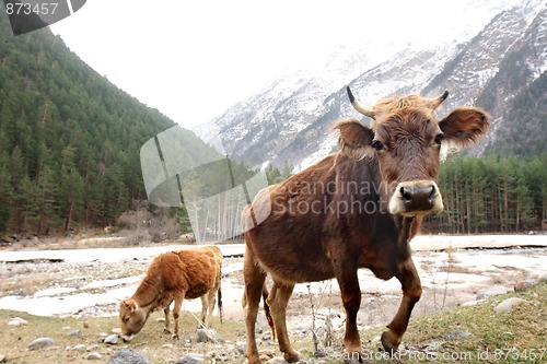Image of Cows on the meadow 