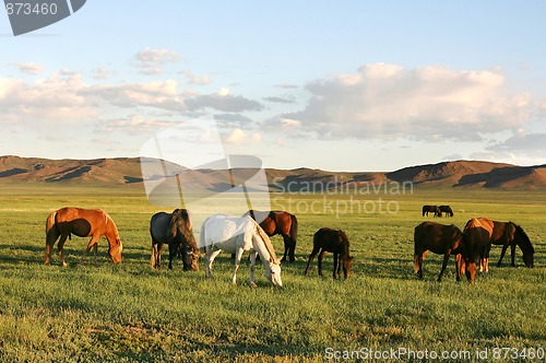 Image of Herd of horses