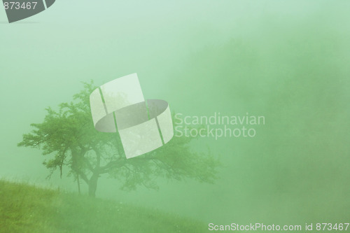 Image of tree in the fog