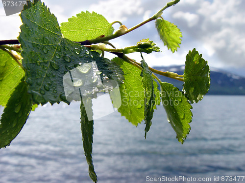 Image of After rain