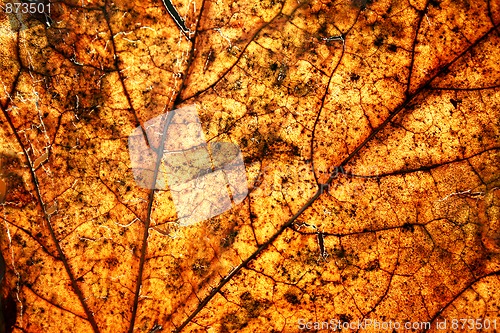 Image of autumn leave. Close up 