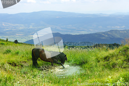 Image of horse in the mountain