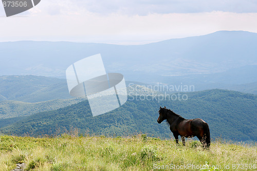 Image of horse in the Carpathian Mountains