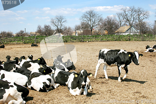 Image of Cows