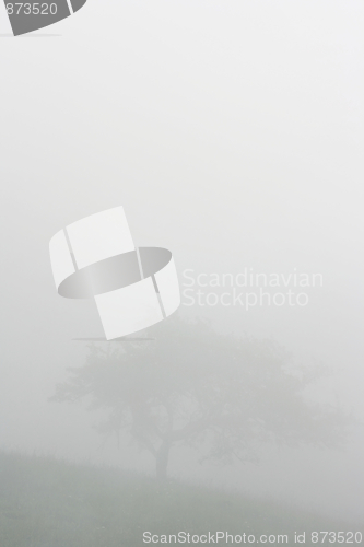 Image of Tree in the fog