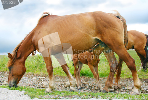 Image of Mare nurses her young foal 