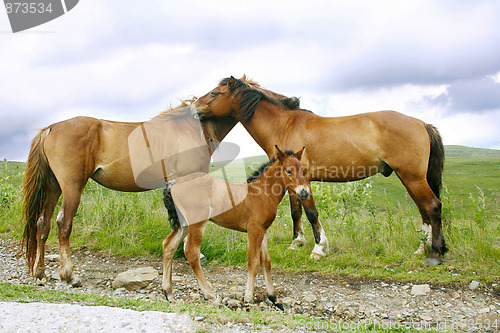 Image of Horses family