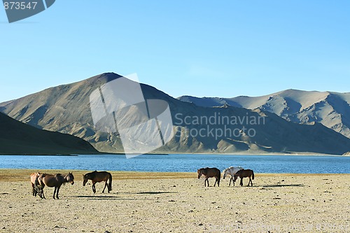 Image of herd of horses