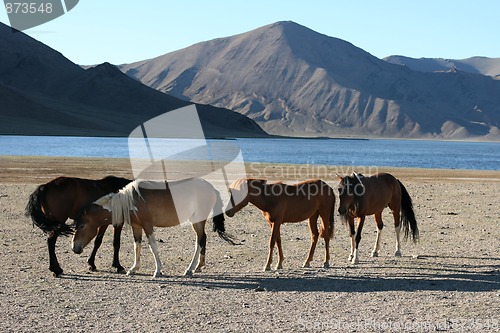 Image of herd of horses