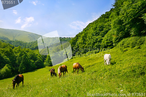 Image of herd of horses
