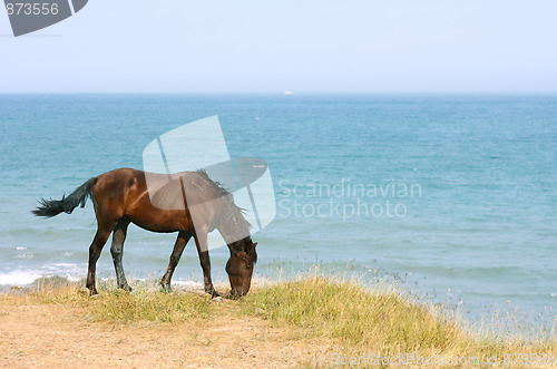 Image of Horse on the beach