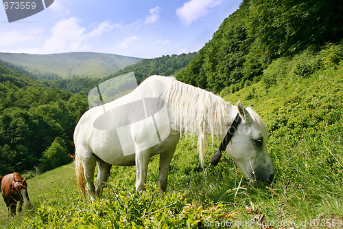 Image of White horse