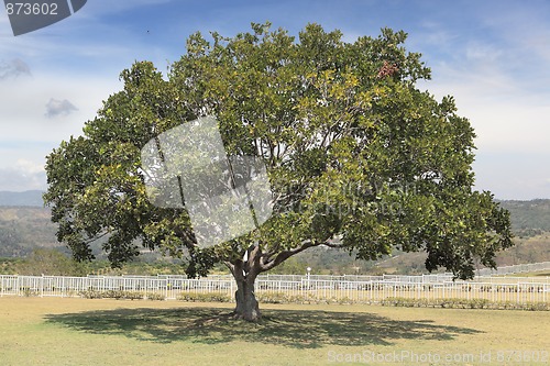 Image of Exotic tree on Asian hilltop