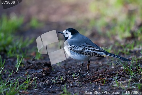 Image of White wagtail