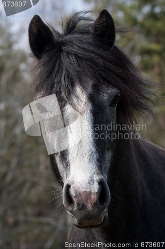 Image of horses head