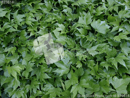 Image of Ivy