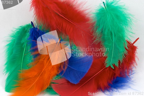 Image of Dyed feathers