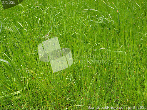 Image of Grass meadow