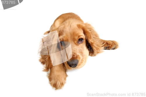 Image of English Cocker Spaniel Baby Dog