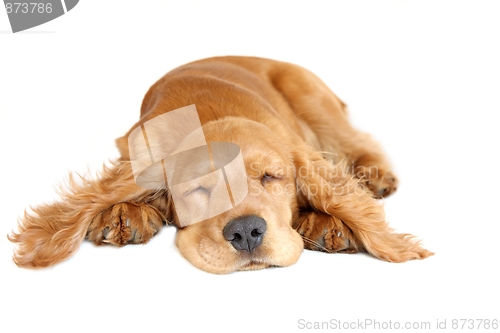 Image of English Cocker Spaniel Baby Dog