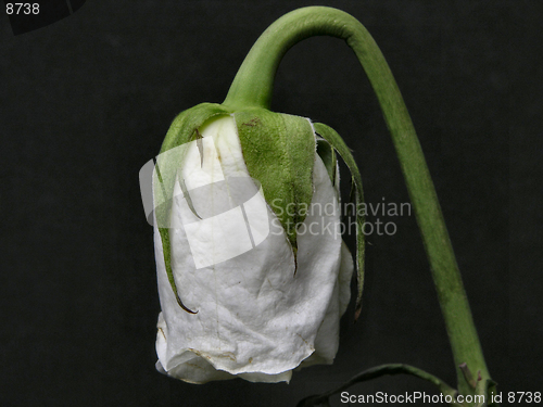 Image of Hanging rose