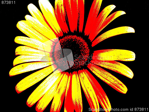 Image of flower
