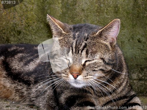Image of cat