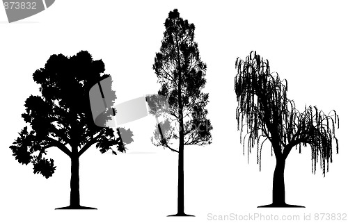 Image of Oak, forest pine and weeping willow tree