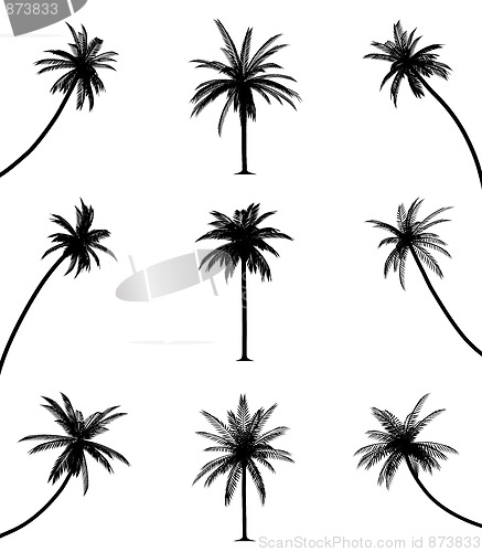 Image of Palm trees
