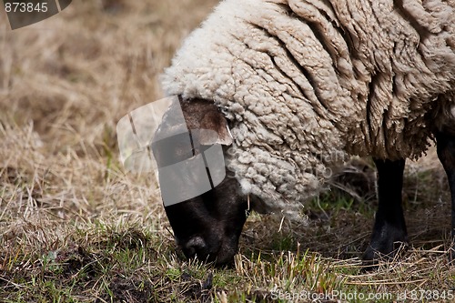 Image of Grazing sheep