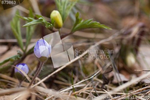 Image of blue anemone
