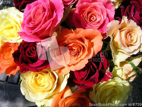 Image of Coloured roses