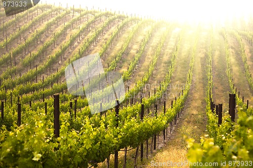 Image of Beautiful Lush Grape Vineyard