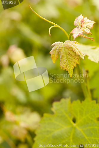 Image of Beautiful Lush Grape Vineyard Leaves