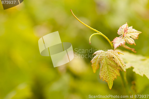 Image of Beautiful Lush Grape Vineyard Leafs