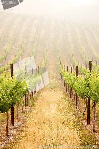 Image of Beautiful Lush Grape Vineyard