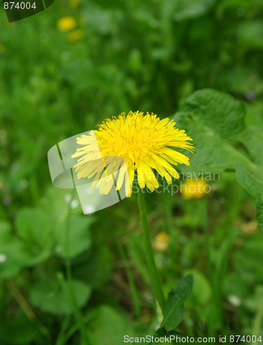 Image of dandelion