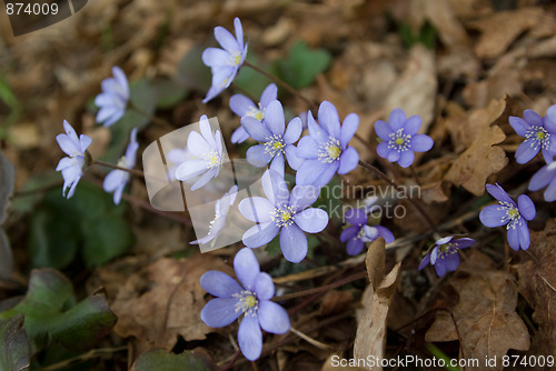 Image of spring snowdrops