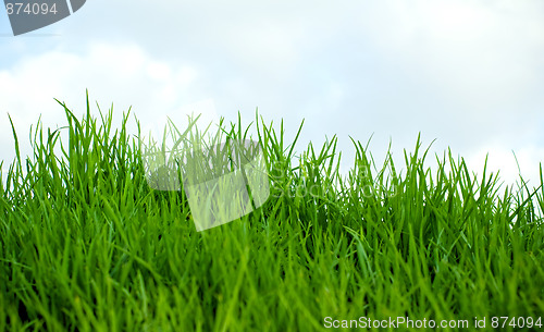 Image of Grass and sky