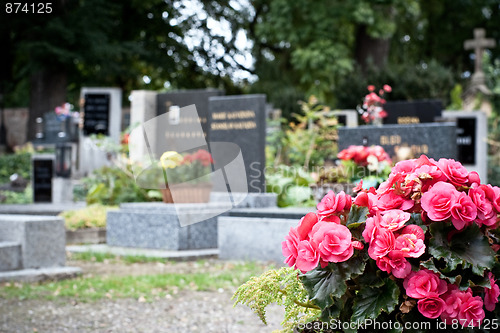 Image of Pink begonia at a tombstone