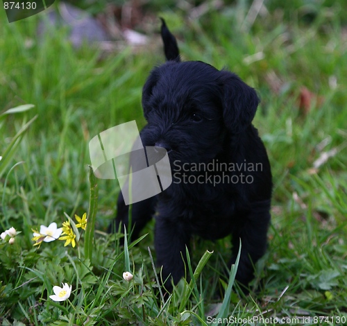 Image of Miniature schnauzer puppy