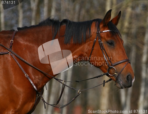 Image of Horse portrait