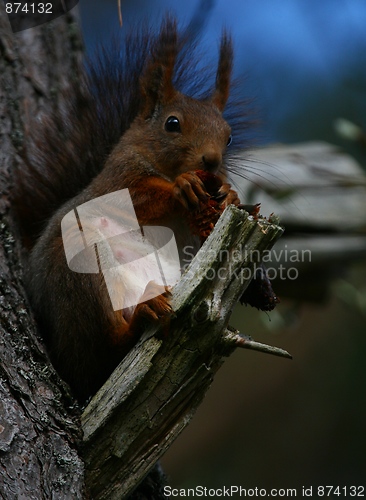 Image of Squirrel sitting on a branch