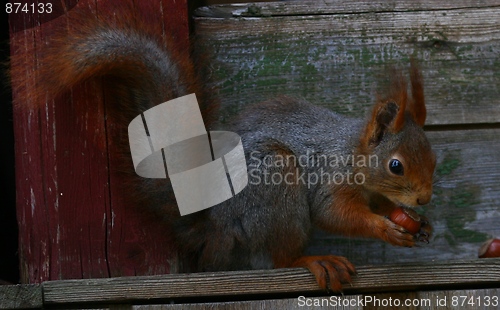 Image of Squirrel with nut