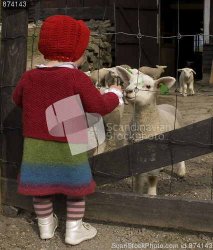 Image of Little girl and lambs