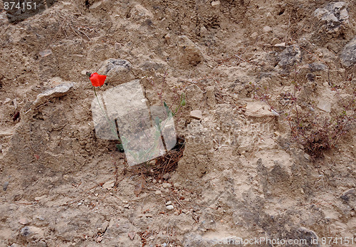 Image of Lone Poppy on Stony Ground