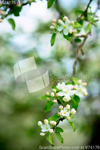 Image of Blossom of apple tree