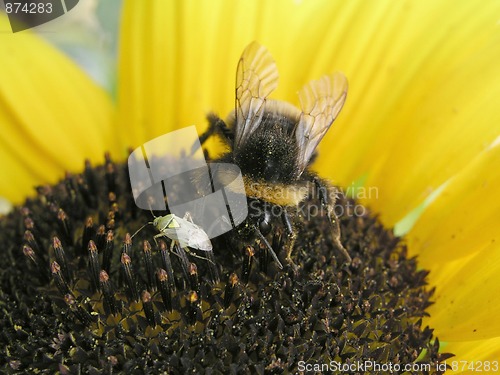 Image of Beetle and bee on sunflower