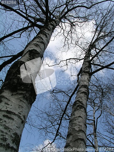 Image of Birch trees