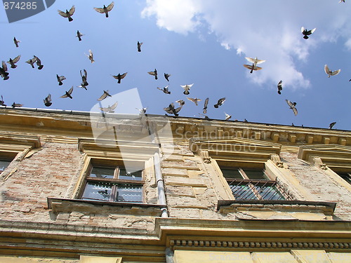 Image of Doves flying